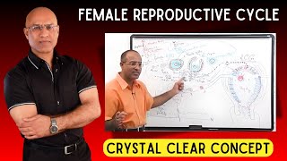 Female Reproductive Cycle  Menstrual Cycle  Hormones [upl. by Elleirbag]