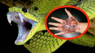 THE MOST VENOMOUS SNAKES In The World [upl. by Aimo864]