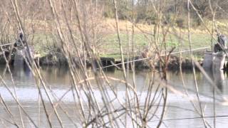 VINEYARDS FISHERY HALFPENNY GREEN NEAR WOMBOURNE STAFFORDSHIRE [upl. by Beyer792]