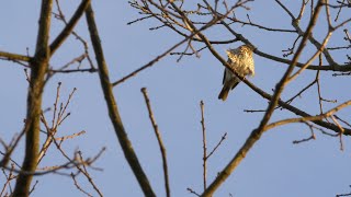 song thrush sound 2016 in UHD  4K by ani male [upl. by Matheny985]