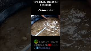 Malanga coco taro pituca macal papa china 𝐶𝑜𝑙𝑜𝑐𝑎𝑠𝑖𝑎 𝑠𝑝 plantas plantaciones campo rancho [upl. by Danyluk]