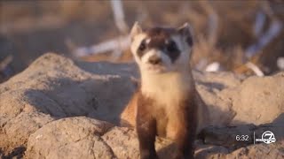 For the first time at southeastern Colorado ranch reintroduced blackfooted ferrets are breeding [upl. by Pilar]