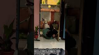 🤣🤣🤣funny comedy dog doglover jokes joke fun freefire automobile mithu [upl. by Nilyahs]