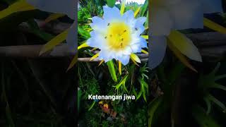 Suasana pagi hari liat bunga buah naga alam pagihari suasanapedesaan videos fyp [upl. by Meekah]