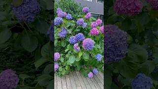 hydrangeamacrophyllaгортензияgardenгортензіяflowers parkjardinshortsアジサイсадnaturesummer [upl. by Aseen]