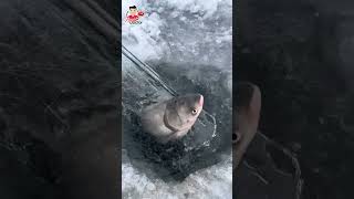 Snow fishing gone good fishing fish fisherman [upl. by Najram]