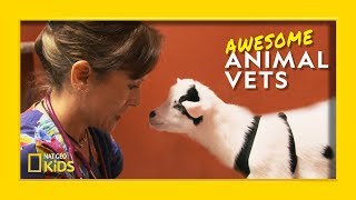 So You Want To Be a Vet  Awesome Animal Vets [upl. by Los]