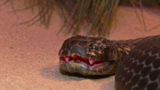 Top 10 Most Venomous Snakes [upl. by Dudley327]