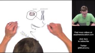 DNA Chromosomes and Genes [upl. by Branch117]