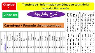 Transfert de linformation génétique au cours de la reproduction sexuée 2 bac svt شرح بالداريجة [upl. by Eanel]