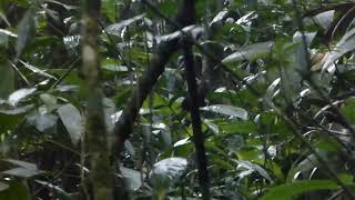 Santa Marta Tapaculo Scytalopus sanctaemartae Santa Marta Colombia 28 Oct 2016 [upl. by Portwin]