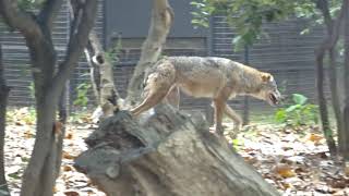 Barcelona Zoo Iberian Wolf  Lobo Ibérico Plus hyeana zebra tapir bears good pedagogical zoo [upl. by Anaidiriv]