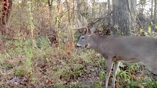 Best Treestand Tips for Safe Deer Hunting [upl. by Meri]