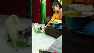 Dogs dinner time msti dogslovesongmusica musicgenre videoshorts [upl. by Enaed]