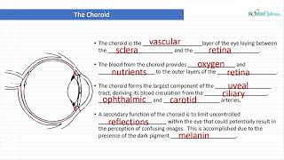 Optician Training The Choroid Ocular Anatomy Lecture 9 [upl. by Ahsertal]