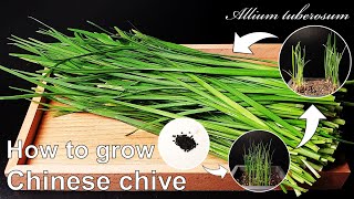 How to grow Chinese chive using seeds amp seedlings｜Asian chive｜How to grow 26 Chinese chive｜Eng Sub [upl. by Klotz481]