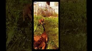 Rhodesian ridgeback puppies available for sale in india Please call 9910504304 [upl. by Hafinah]