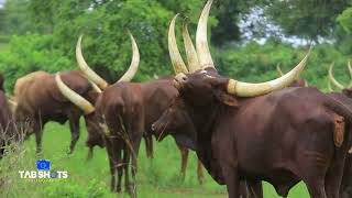 ANKOLE LONG HORNED CATTLE [upl. by Nonohcle194]