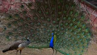 Peafowl Courtship dance Jhalana [upl. by Pancho]