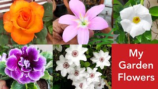 August flowering plants in my garden with names monsoon rainy season flowers बरसात के फूल [upl. by Nrubua]