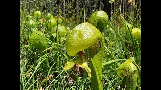 Darlingtonia californica California pitcherplant [upl. by Schwinn]