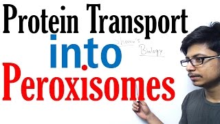 Protein transport into peroxisomes [upl. by Srini]