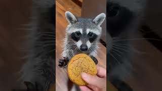 Raccoon stuck in car hood rescued by man rescueraccoon raccoon shorts [upl. by Namra]