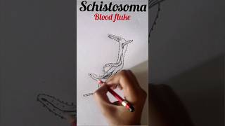 Schistosoma diagram platyhelminthes ytshorts [upl. by Ahsiner171]