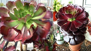 TOP 10  SUCULENTAS do Gênero Aeonium [upl. by Orson513]