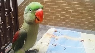 Talking and Singing Parrots 🐦Adorable Bird Talking Funny Pets [upl. by French]