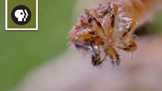 How Carnivorous Caterpillars Attack Their Prey [upl. by Adian]