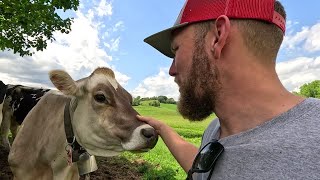 Cattle and Pasture Care on a Small Dairy Farm [upl. by Singleton955]