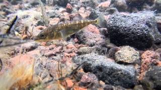 Threespined Sticklebacks in Lake Hill St Paul Island Alaska 6 Jul 2012 [upl. by Arquit]