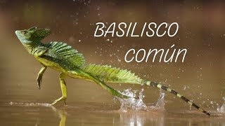 Basilisco Común El increíble reptil que camina sobre el agua  WILDDAVID [upl. by Rubetta]