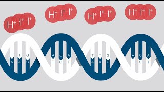 Ion Torrent Nextgeneration Sequencing [upl. by Snehpets]