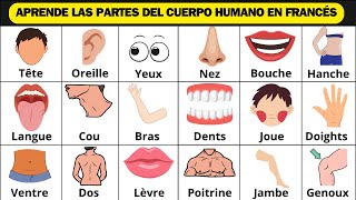 APRENDE LAS PARTES DEL CUERPO HUMANO EN FRANCÉS ✅FRANCÉS DESDE CERO PARA PRINCIPIANTES [upl. by Cathryn442]