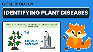 Identifying Plant Diseases  GCSE Biology [upl. by Yrrot]