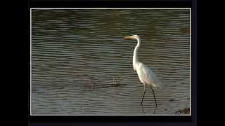 Grande aigrette [upl. by Lola219]