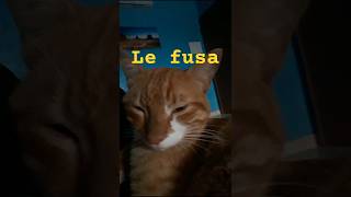 Quando pippo fa le fusa youtubebyfrank5025 [upl. by Royd]