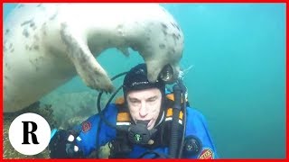 La foca si butta sul sub poi sono solo coccole marine [upl. by Lebisor]