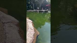 krefeld zoo animals pinguin germany [upl. by Aural]