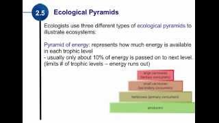 25 Ecological Pyramids [upl. by Opiak23]