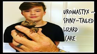 Uromastyx Care [upl. by Nyletac621]