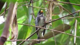 cigarrinhadonorte Sporophila schistacea Slatecolored Seedeater [upl. by Tnelc]