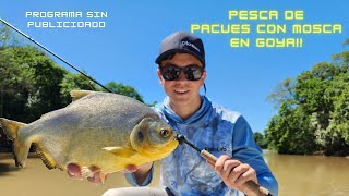 PESCA MUY DIVERTIDA EN GOYA DE PECES OMNIVOROS CON MOSCA [upl. by Anitra]