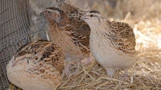 Are Quails Noisy amp Could they Annoy My Neighbours [upl. by Aiksas]