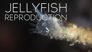 How Jellyfish Reproduce [upl. by Dragde203]