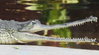 GhariaL Sound EffectFisheating crocodilE [upl. by Weidner648]