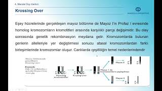 TEMEL VETERİNER GENETİK  Ünite 4 Özet [upl. by Garrek]