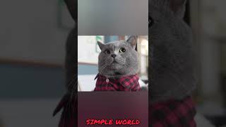 இது மந்திரமா இல்ல சைன்ஸ்ச  Cat vs Feviquick  SIMPLE WORLD [upl. by Resaec]